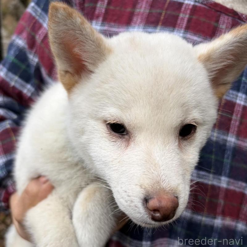 販売中の静岡県の豆柴-454073の4枚目