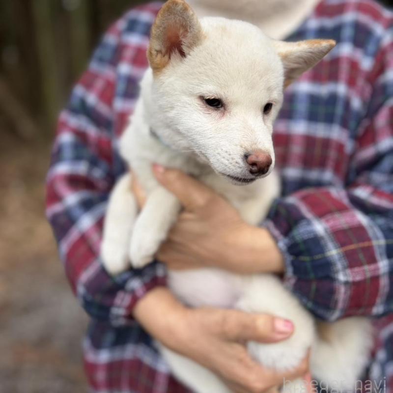 販売中の静岡県の豆柴-454073の3枚目