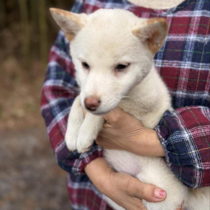 販売中の静岡県の豆柴-454073の2枚目