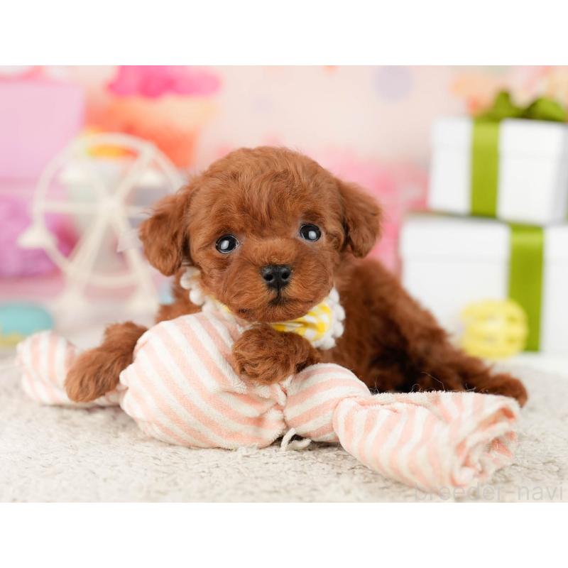 販売中の東京都のティーカッププードル-454078の7枚目