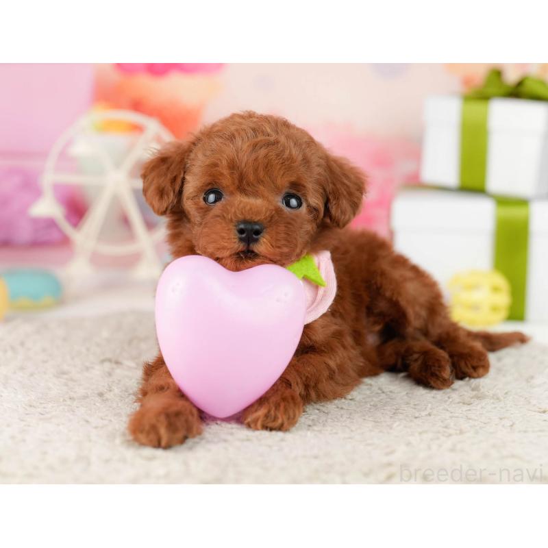 販売中の東京都のティーカッププードル-454078の4枚目