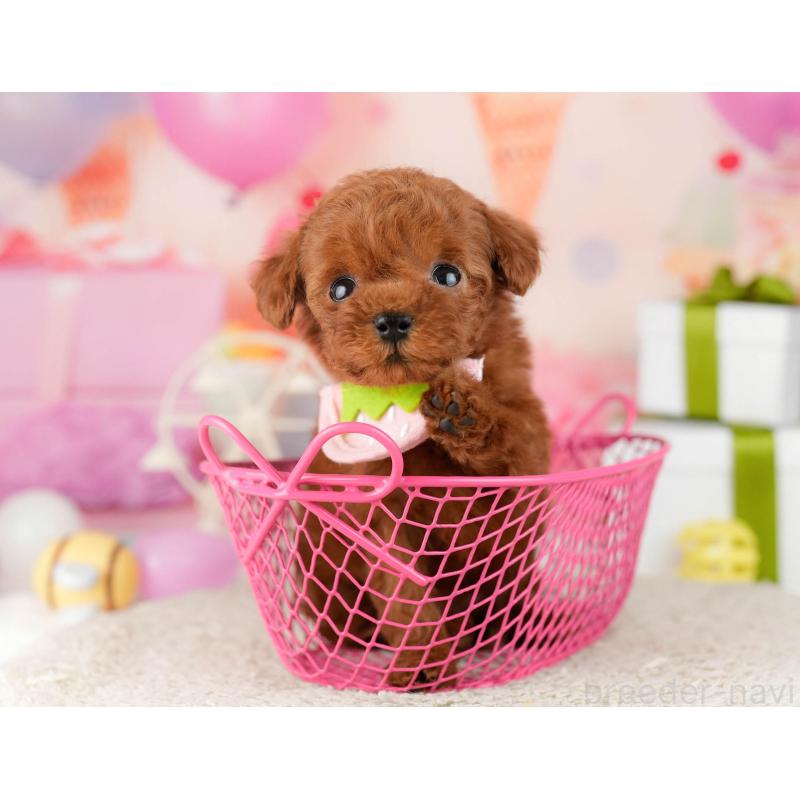 販売中の東京都のティーカッププードル-454078の3枚目