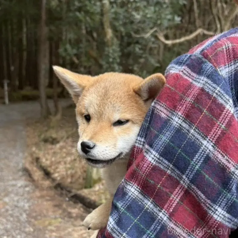 販売中の静岡県の豆柴-454074の9枚目