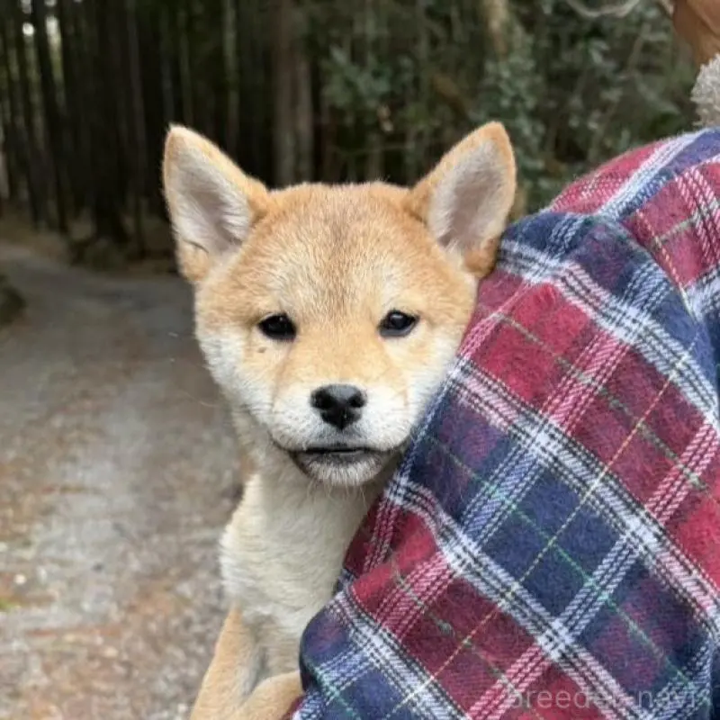 販売中の静岡県の豆柴-454074の8枚目
