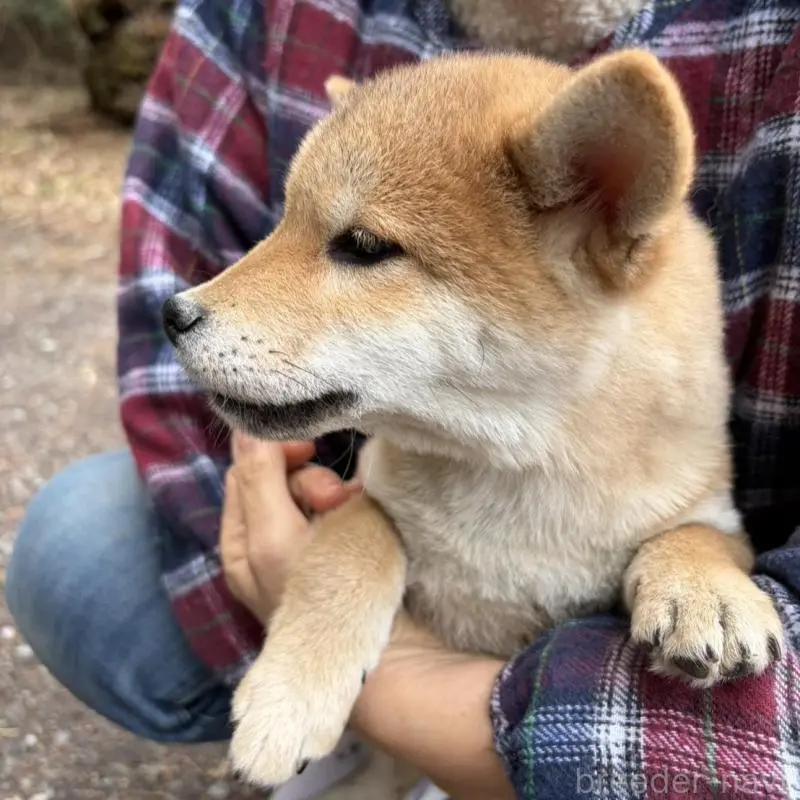 販売中の静岡県の豆柴-454074の7枚目