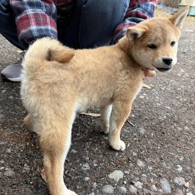 販売中の静岡県の豆柴-454074の6枚目