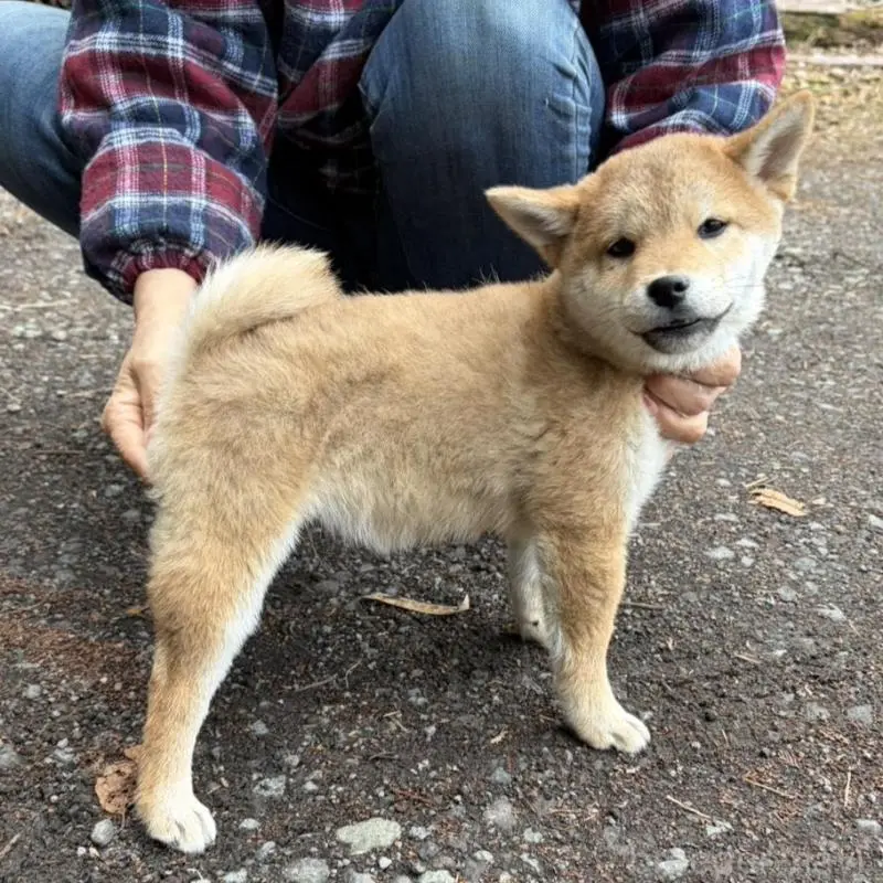 販売中の静岡県の豆柴-454074の5枚目