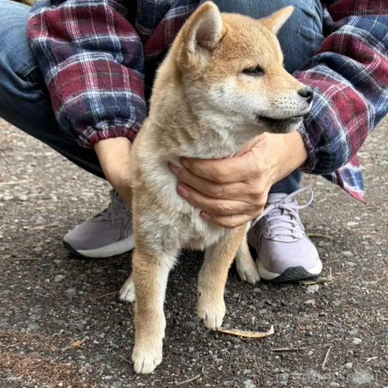 販売中の静岡県の豆柴-454074の4枚目