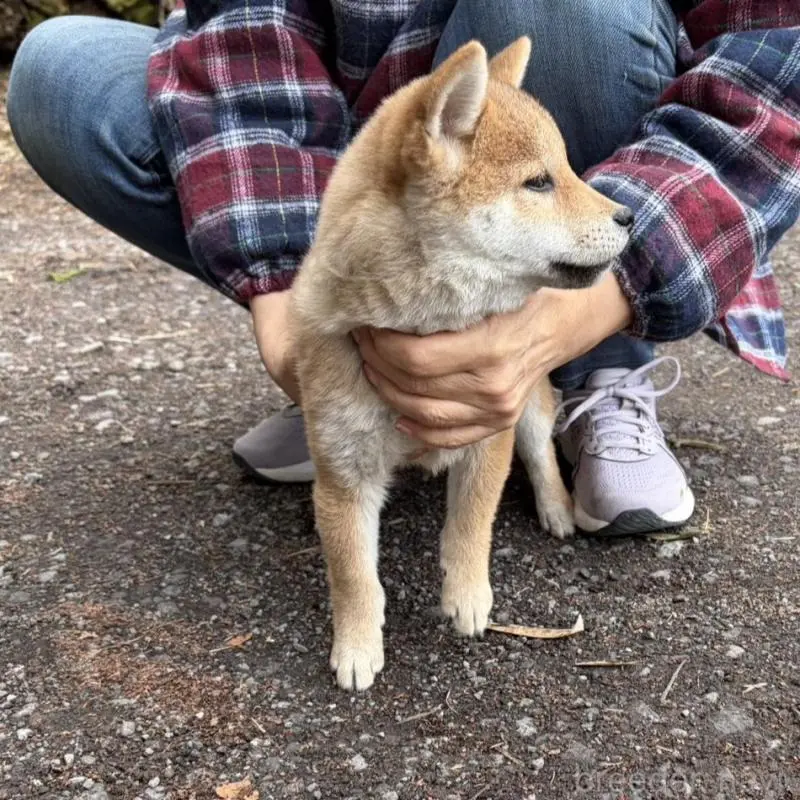 販売中の静岡県の豆柴-454074の3枚目