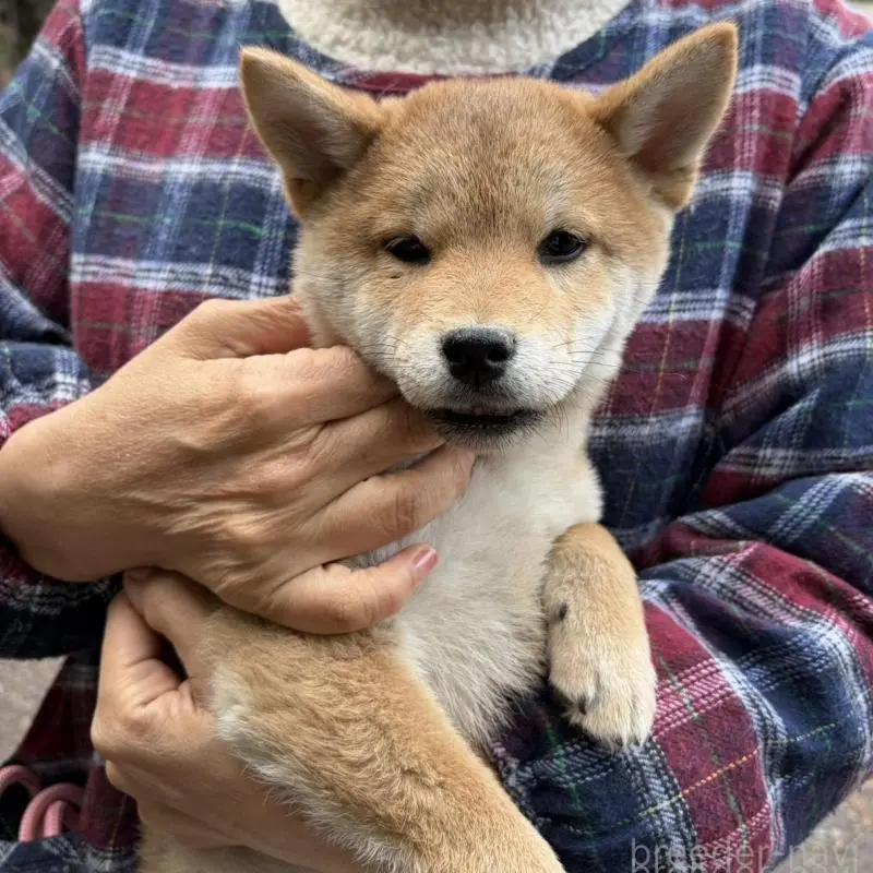 販売中の静岡県の豆柴-454074の2枚目
