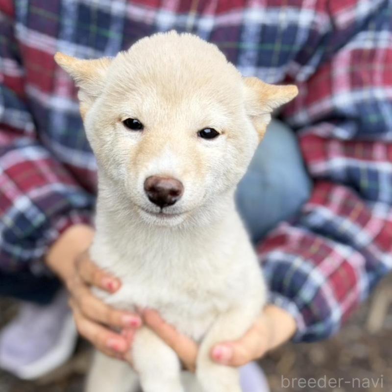販売中の静岡県の豆柴-454077