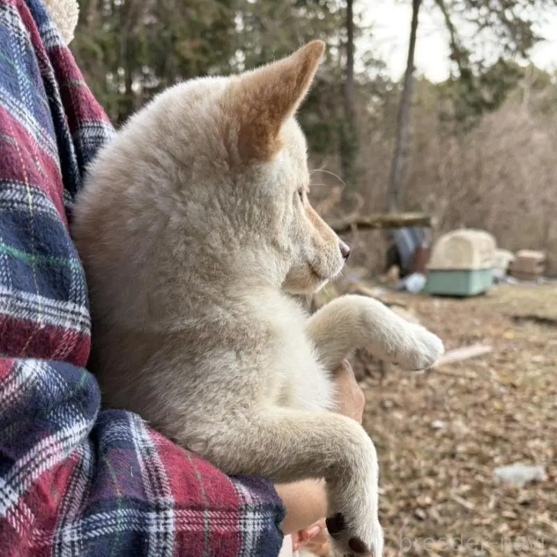 販売中の静岡県の豆柴-454077の9枚目