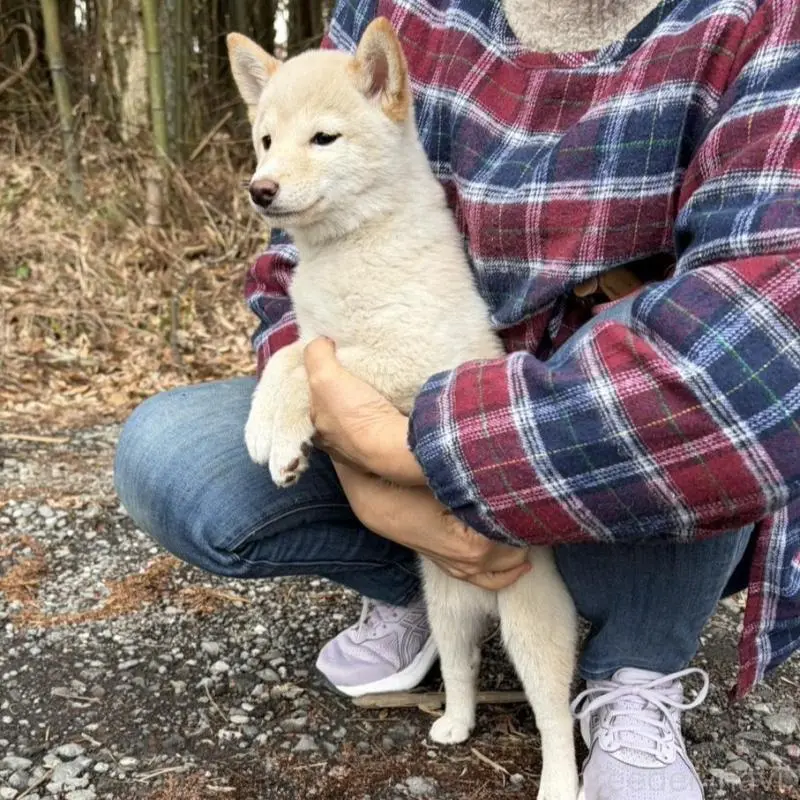 販売中の静岡県の豆柴-454077の8枚目