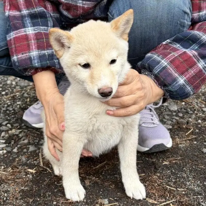 販売中の静岡県の豆柴-454077の7枚目
