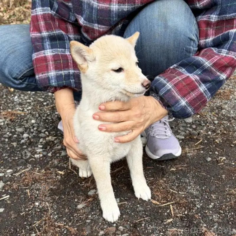 販売中の静岡県の豆柴-454077の6枚目