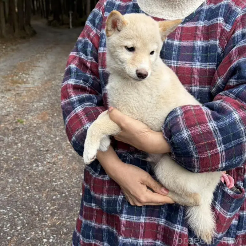 販売中の静岡県の豆柴-454077の4枚目