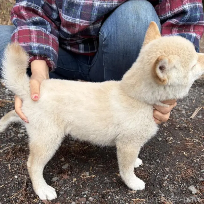 販売中の静岡県の豆柴-454077の3枚目