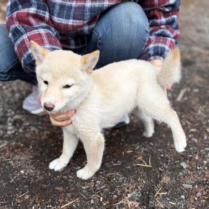 販売中の静岡県の豆柴-454077の2枚目