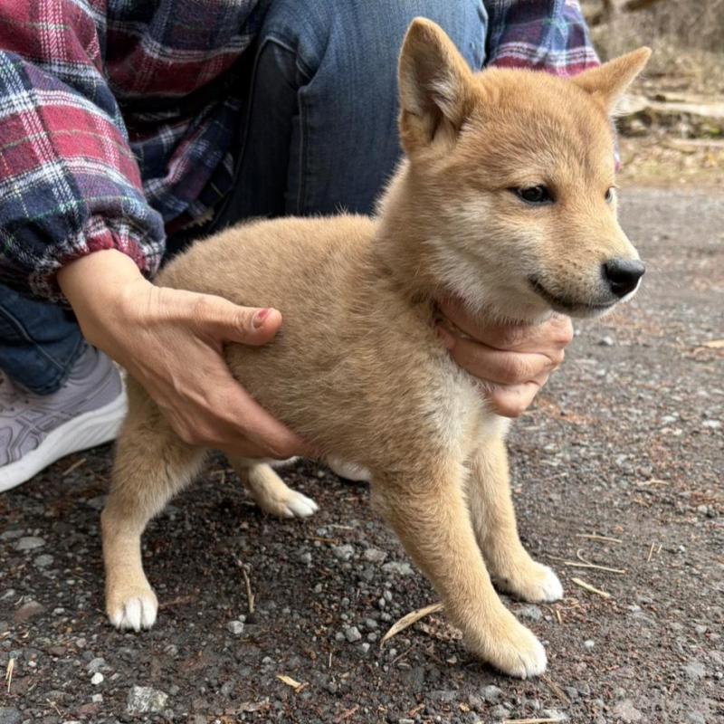 販売中の静岡県の豆柴-454081