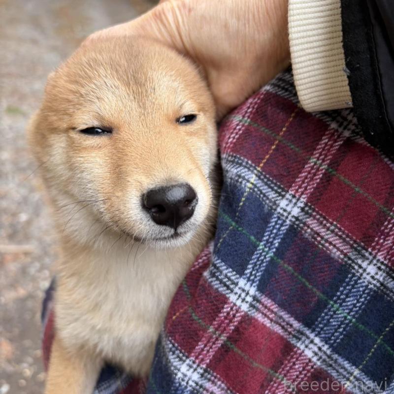 販売中の静岡県の豆柴-454081の10枚目