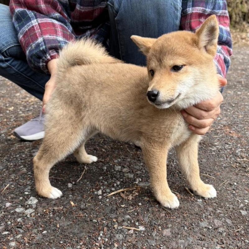 販売中の静岡県の豆柴-454081の8枚目