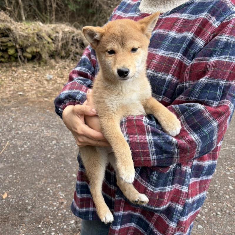 販売中の静岡県の豆柴-454081の7枚目