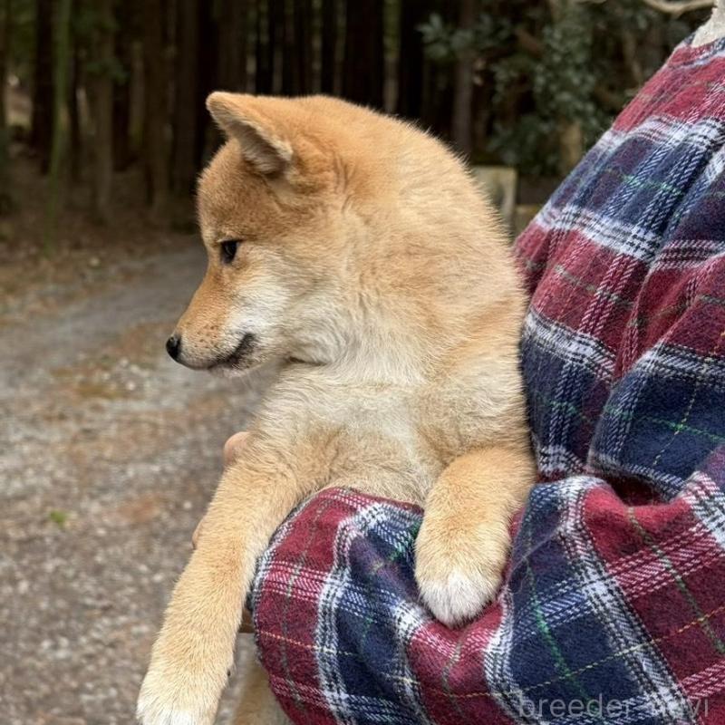 販売中の静岡県の豆柴-454081の6枚目