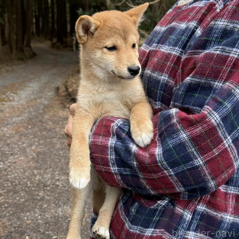 販売中の静岡県の豆柴-454081の5枚目
