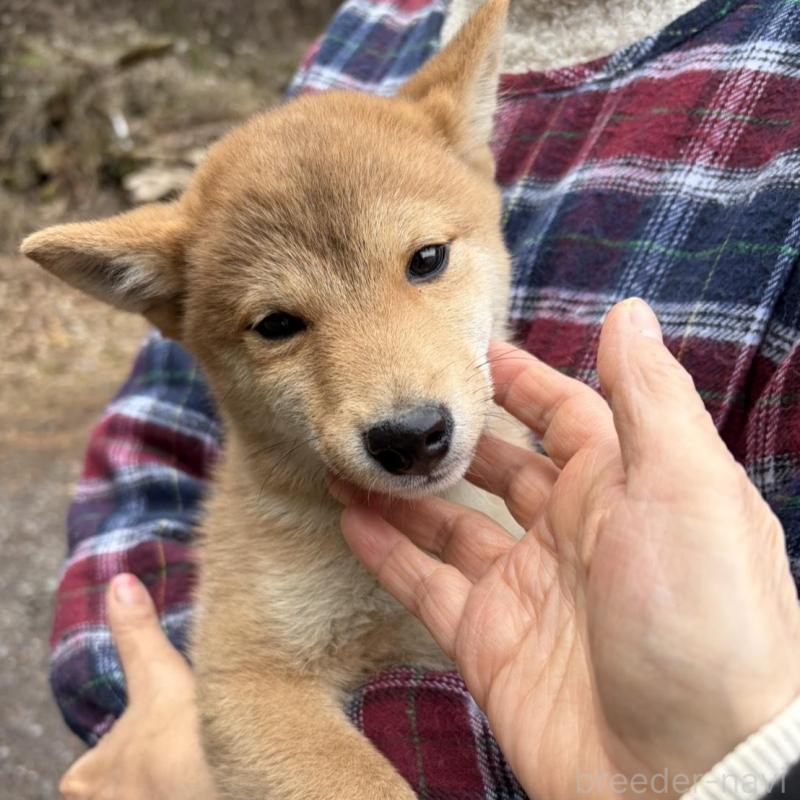 販売中の静岡県の豆柴-454081の4枚目