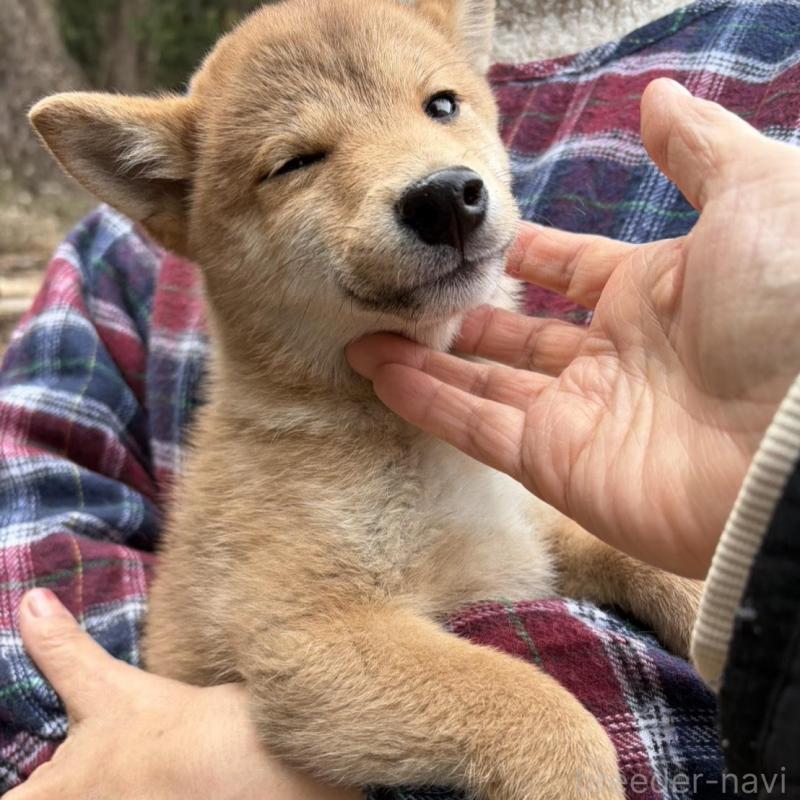 販売中の静岡県の豆柴-454081の3枚目