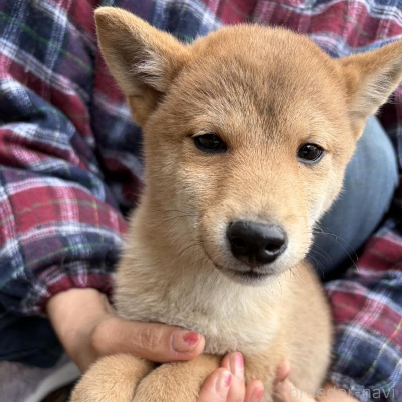 販売中の静岡県の豆柴-454081の2枚目