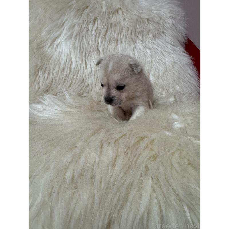 販売中の大阪府のミックス犬-454079の3枚目