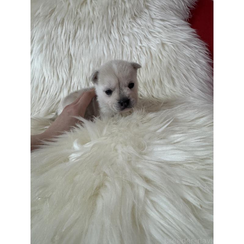 販売中の大阪府のミックス犬-454079の2枚目