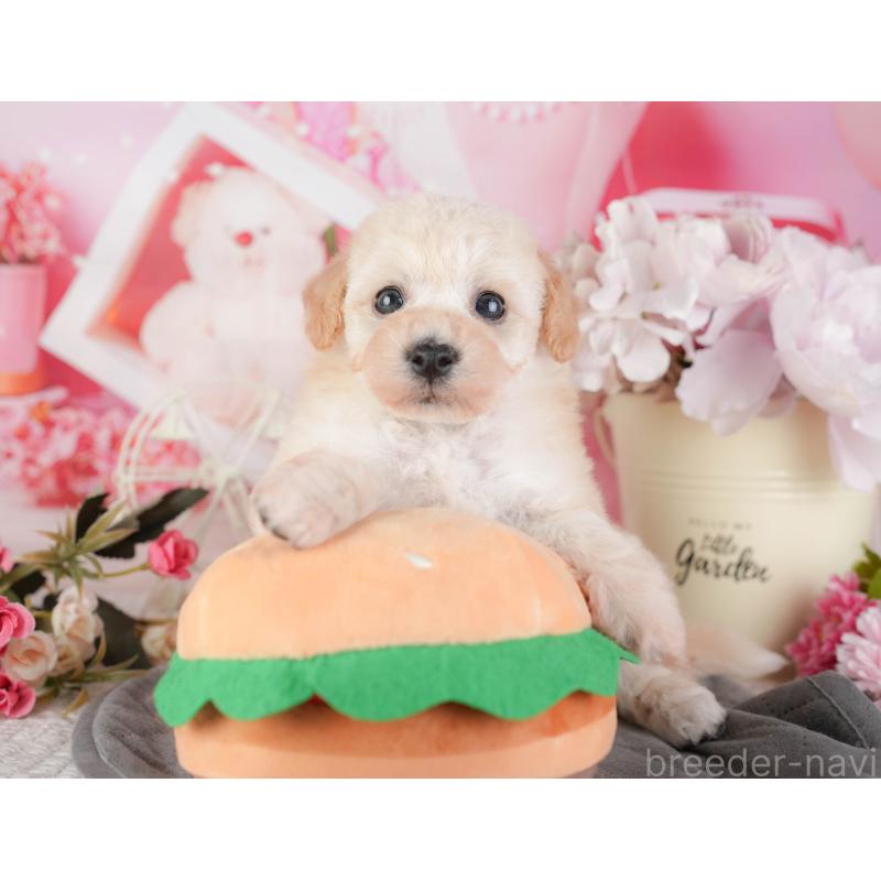 販売中の茨城県のビションプー:ビションフリーゼ×トイプードル-454085の8枚目