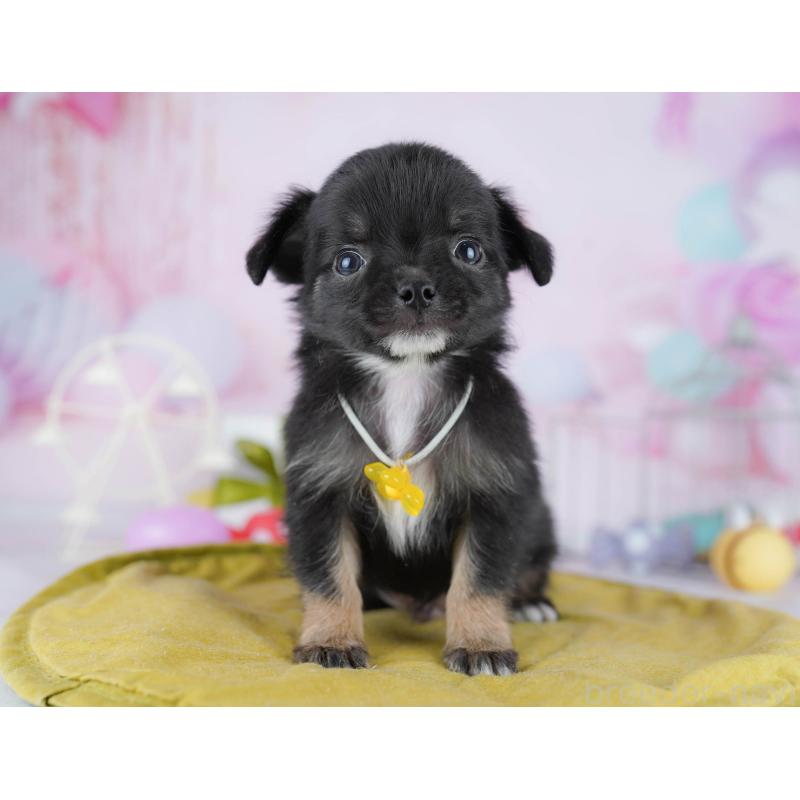 販売中の東京都のチワワ(ロングコート)-454087の6枚目