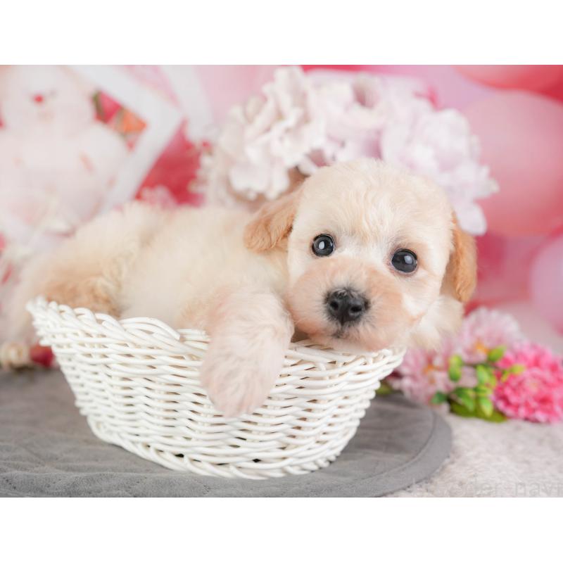 販売中の茨城県のビションプー:ビションフリーゼ×トイプードル-454085の4枚目