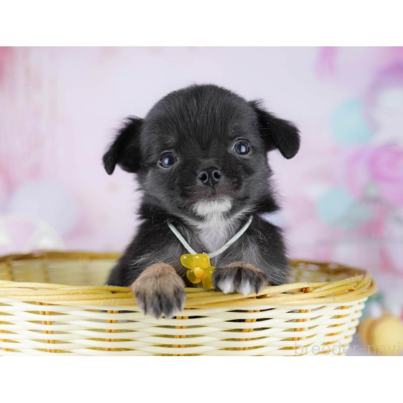 販売中の東京都のチワワ(ロングコート)-454087の4枚目