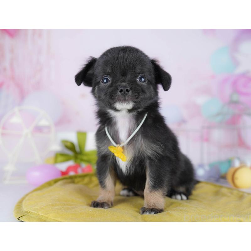 販売中の東京都のチワワ(ロングコート)-454087の3枚目