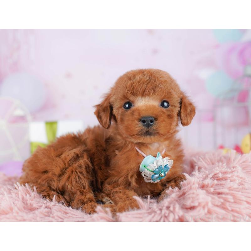 販売中の東京都のタイニープードル-454086の6枚目