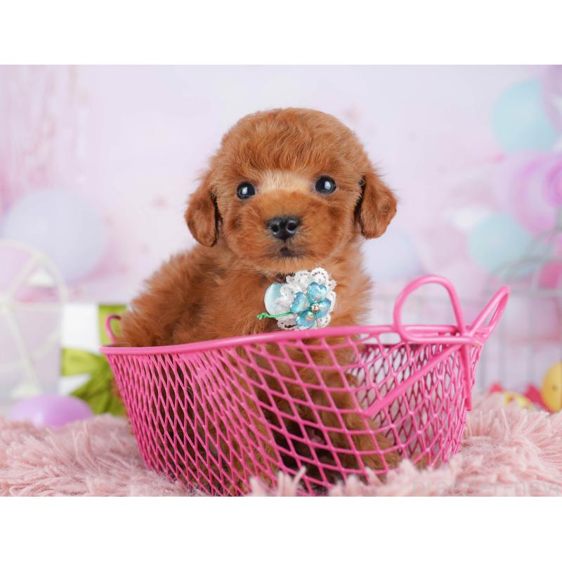 販売中の東京都のタイニープードル-454086の5枚目