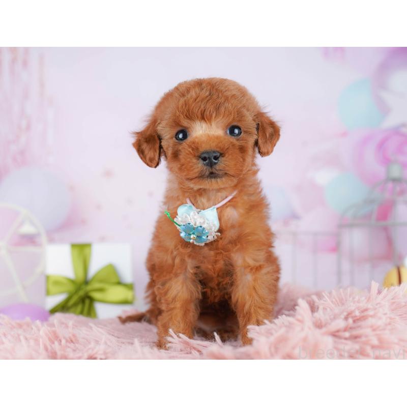 販売中の東京都のタイニープードル-454086の4枚目