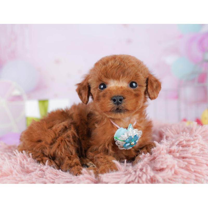 販売中の東京都のタイニープードル-454086の3枚目