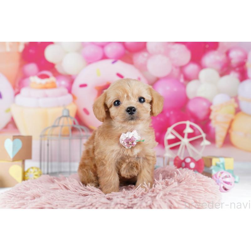 販売中の東京都のチワプー:チワワ×トイプードル-454092の6枚目