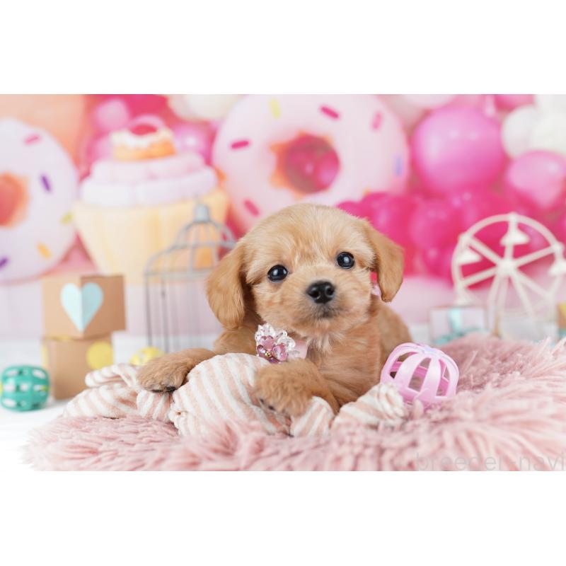 販売中の東京都のチワプー:チワワ×トイプードル-454092の5枚目