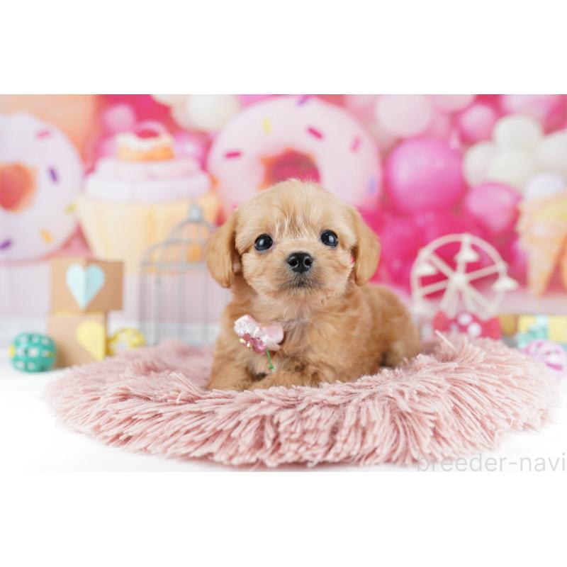 販売中の東京都のチワプー:チワワ×トイプードル-454092の4枚目