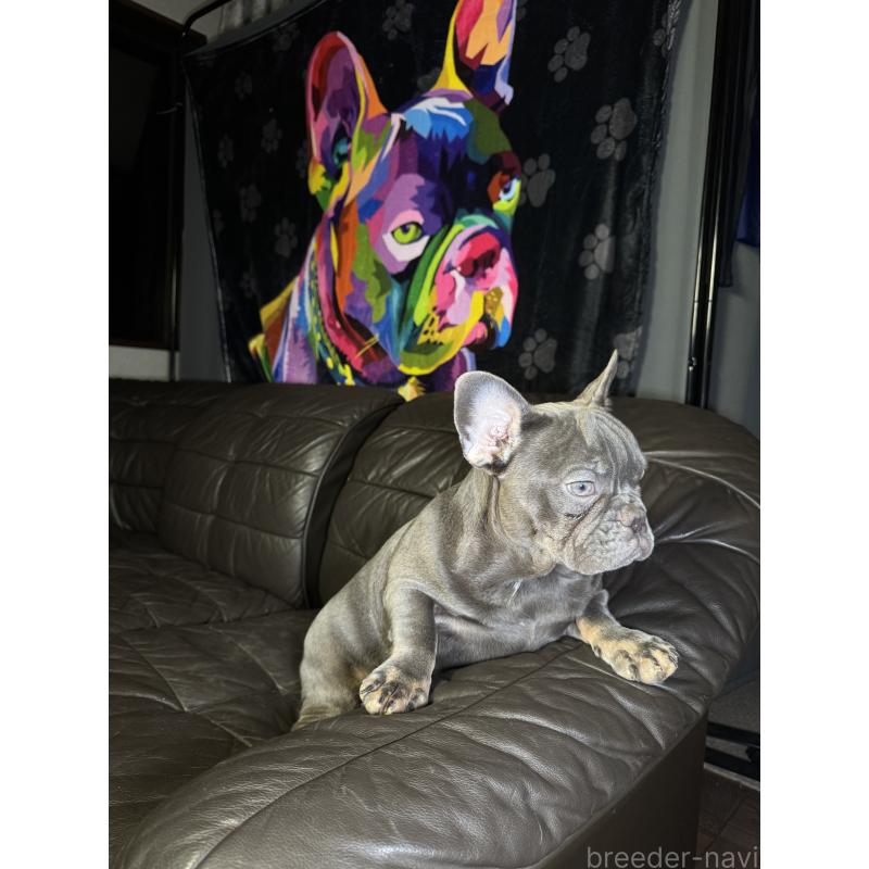 販売中の奈良県のフレンチブルドッグ-454091の6枚目