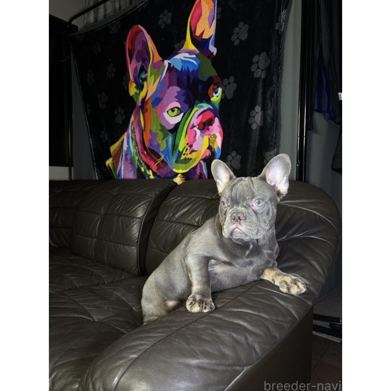 販売中の奈良県のフレンチブルドッグ-454091の5枚目