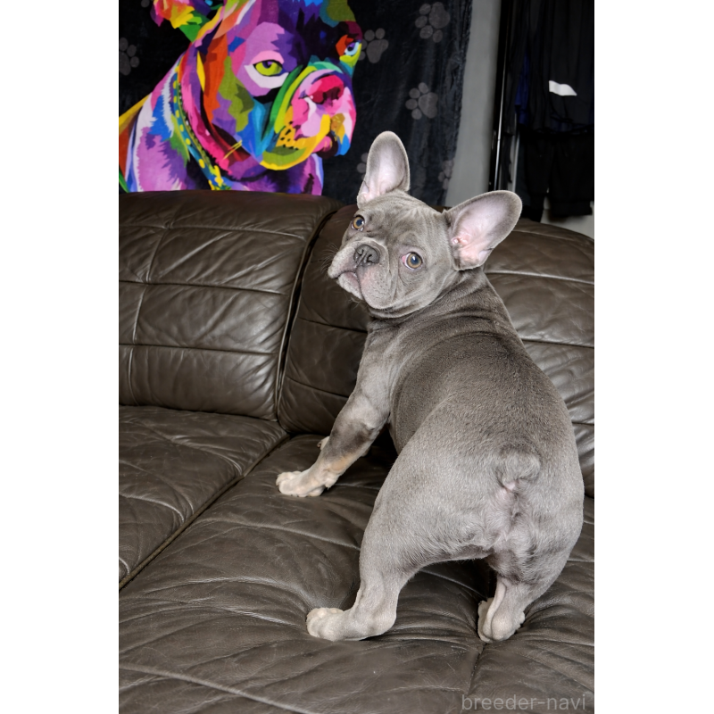 販売中の奈良県のフレンチブルドッグ-454091の4枚目