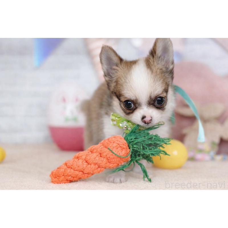 販売中の北海道のチワワ(ロングコート)-454093の5枚目