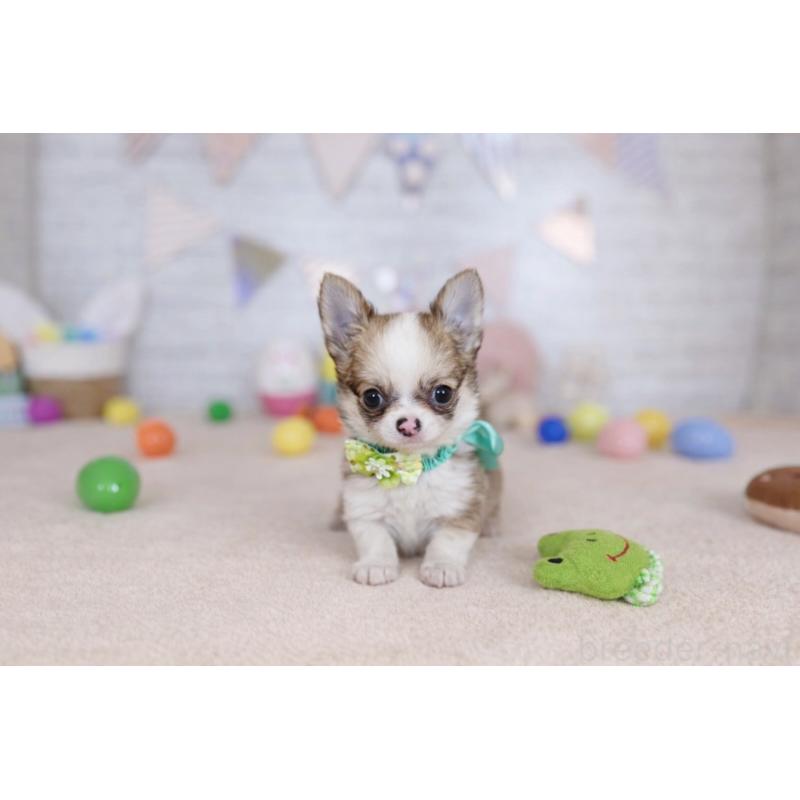 販売中の北海道のチワワ(ロングコート)-454093の4枚目